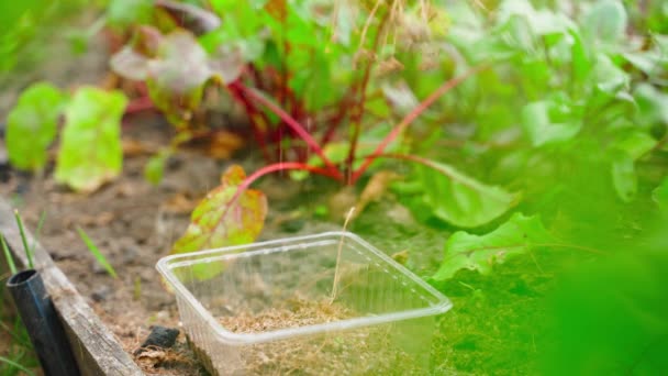 ドリル種子は庭のプラスチック容器に注ぎ込まれています 高品質の4K映像 — ストック動画