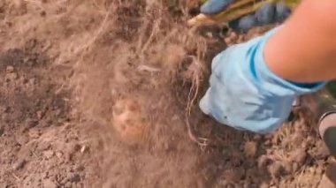 Sarı bir patates kökü kökünden koparılmış, elleri mavi lastik eldivenlerle. Kadınların elleri patatesleri hasat etmeyi bitirir, güneşli yaz günleri ağır çekimde. Yüksek kaliteli FullHD görüntüler