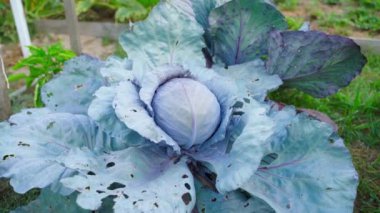 Bahçe yatağında büyüyen kırmızı bir lahanaya kameranın yumuşak yaklaşımı. Uzun çekimlerden lahanaya kadar. Yüksek kaliteli FullHD görüntüler