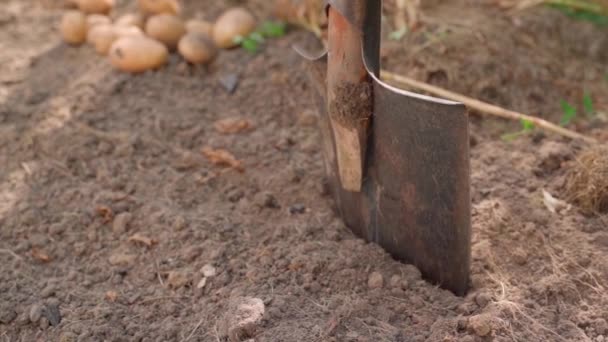 Lassított Felvételen Burgonyatermesztés Végén Egy Lapátot Húznak Egy Zöldségkerti Ágy — Stock videók