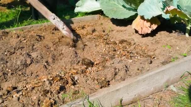 토양은 유기농 비료와 혼합됩니다 가을에 정원에 물방울과 톱밥을 추가합니다 고품질 — 비디오
