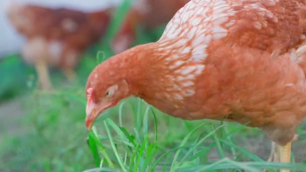 若いオレンジ色のヘンは緑の草をぼやけた背景に閉じ込めています 外で鶏を飼っている 高品質のフルHd映像 — ストック動画