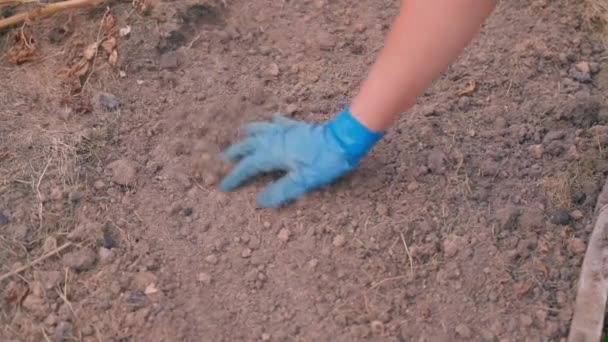 Womans Hand Rubber Glove Works Soil Vegetable Garden Bed Stress — Stock Video