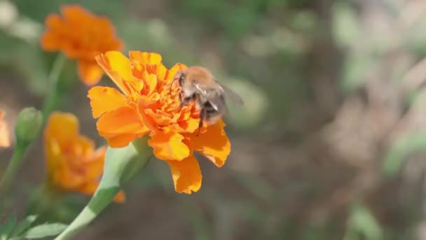 Uma Abelha Descola Close Flor Laranja Brilhante Imagens Alta Qualidade — Vídeo de Stock