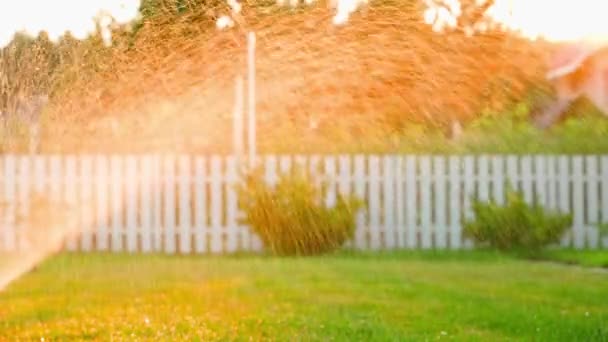 Regar Grama Pôr Sol Cores Ricas Uma Noite Verão Irrigação — Vídeo de Stock