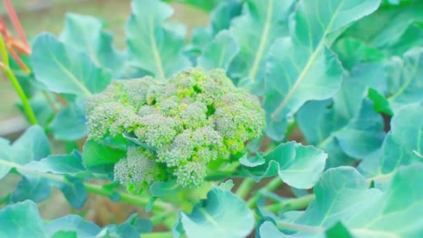 菜园床 种植西兰花 视差相机环绕在灌木上新鲜多汁的花椰菜周围 优质Fullhd影片 — 图库视频影像