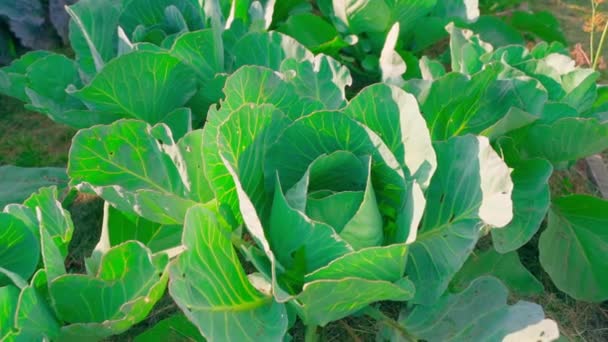 Smooth Distance Camera Garden Bed Growing White Cabbage High Quality — Stock Video