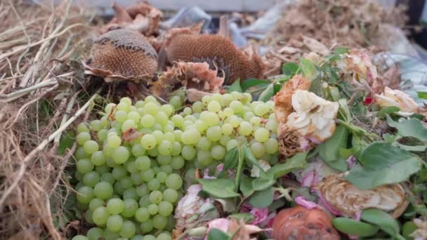 コンポストのヒープのクローズアップに緑色のブドウの大きな束 劣化する有機廃棄物 滑らかなカメラの動き 高品質のフルHd映像 — ストック動画