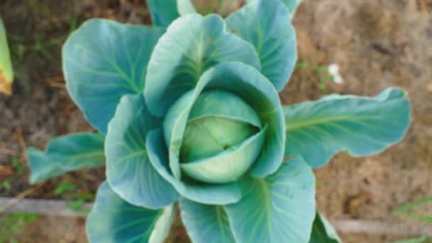 Smooth Camera Approach Growing White Cabbage Close Young Head Cabbage — Stock Video