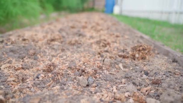 Wood Chips Quail Droppings Strewn Vegetable Garden Bed Winter Smooth — Stock Video