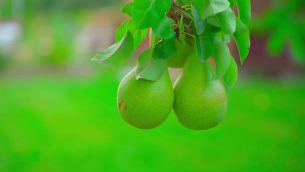 两只绿色的梨子挂在树枝上 背景模糊不清 优质Fullhd影片 — 图库视频影像