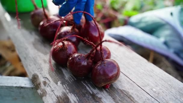 신선한 사탕무 클로즈업 정원에서 야채를 접습니다 고품질 Fullhd — 비디오