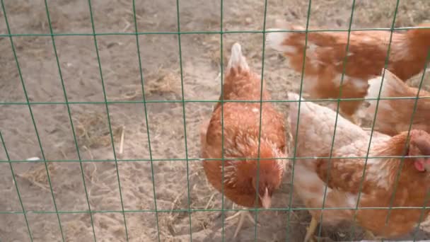 Pomarańczowe Kurczaki Chodzą Płotem Młode Kury Nioski Chodzą Okolicy Hodują — Wideo stockowe
