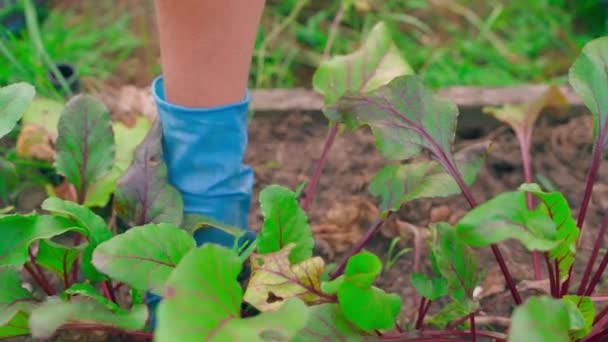 Cuidado Una Cama Jardín Verduras Con Cultivo Remolacha Roja Imágenes — Vídeo de stock