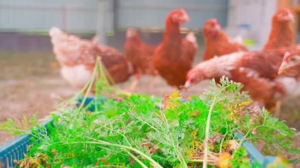 ウォーキング鶏の背景に対する緑のクローズアップ グリーンキャロットトップは鶏を産むことによって食べられます 高品質のフルHd映像 — ストック動画