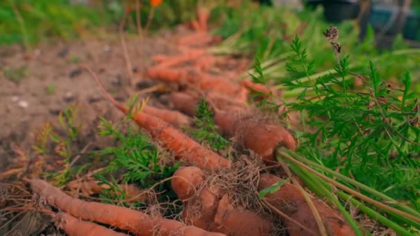 Cosecha Zanahoria Coloca Una Cama Jardín Verduras Cerca Movimiento Suave — Vídeo de stock