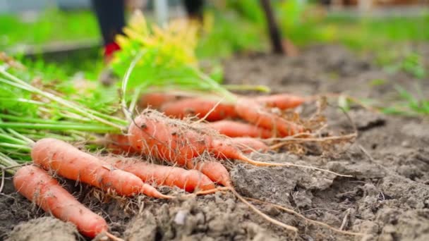 Cosechar Zanahorias Jardín Casero Una Montaña Verduras Raíz Naranja Primer — Vídeo de stock