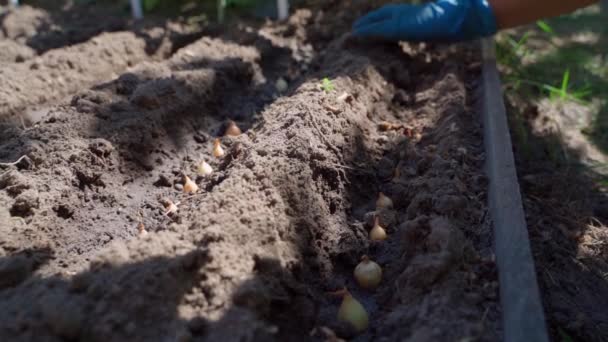 Processo Plantar Cebolas Solo Jardim Close Uma Mão Mulher Uma — Vídeo de Stock