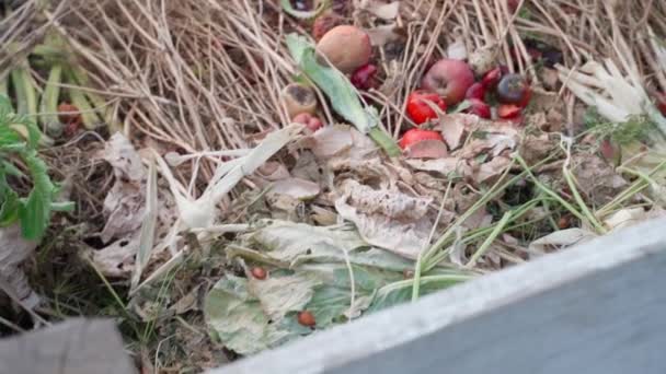 Kompost Wypełniony Suchymi Roślinami Zbliżenie Kompostowanie Materii Organicznej Przedmieściach Wysokiej — Wideo stockowe