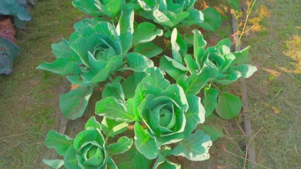 Top View Vegetable Garden Bed Growing Young White Cabbage Early — Stock Video