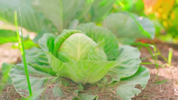 Young Cabbage Growing Home Garden Sunny Day High Quality Fullhd — Stock Video