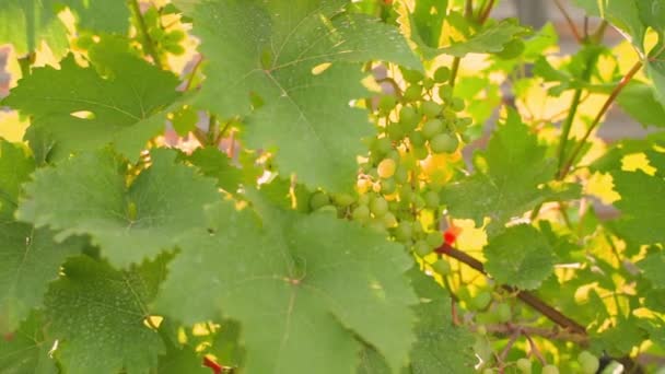 Winnica Rosnącymi Zielonymi Winogronami Słoneczny Letni Dzień Zbliżenie Wysokiej Jakości — Wideo stockowe