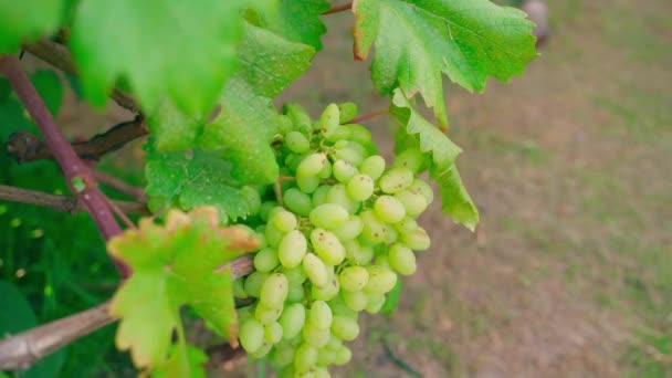 Duża Ilość Zielonych Winogron Małymi Brązowymi Plamkami Wisi Winnicy Bliska — Wideo stockowe
