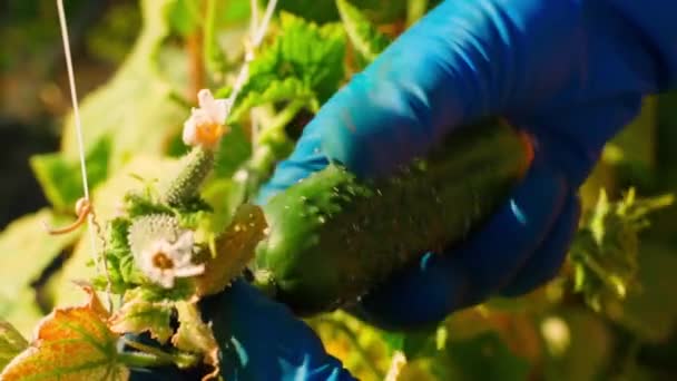 Soğuktan Donmadan Önce Son Salatalık Hasadını Topluyorum Sarı Salatalık Yaprakları — Stok video
