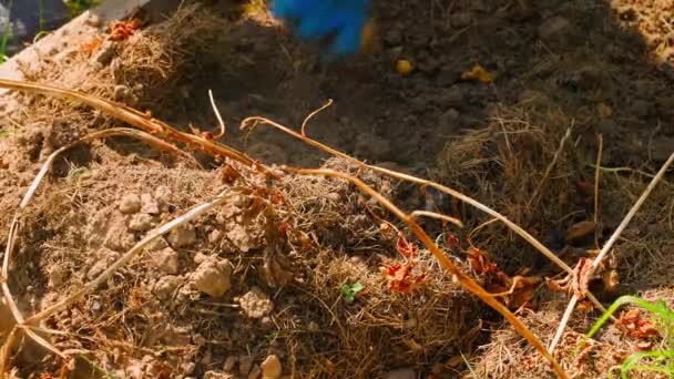 Güneşli Bir Yaz Günü Bahçede Patates Çıkarma Süreci Yüksek Kalite — Stok video