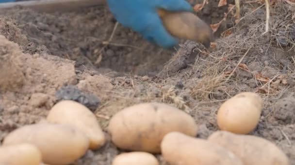 Récolte Pommes Terre Blanches Avec Les Mains Dans Des Gants — Video