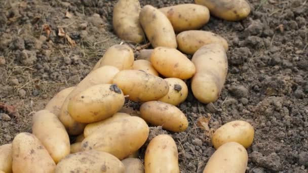 Patates Hasadını Elle Ayırıyorum Mavi Lastik Eldivenli Kadın Eller Bahçede — Stok video