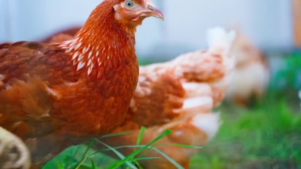 Güzel Bakımlı Parlak Kahverengi Turuncu Renkli Genç Bir Tavuk Bir — Stok video