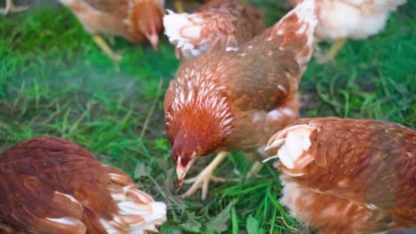 Young Brown Laying Hens Graze Range Chickens Peck Grass Slow — Stock Video