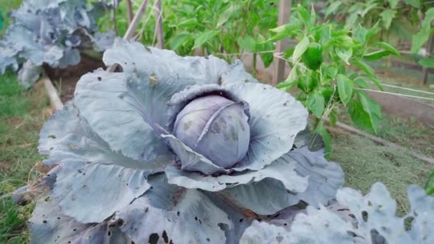 Red Cabbage Garden Camera Approaches Growing Vegetable High Quality Fullhd — Stock Video