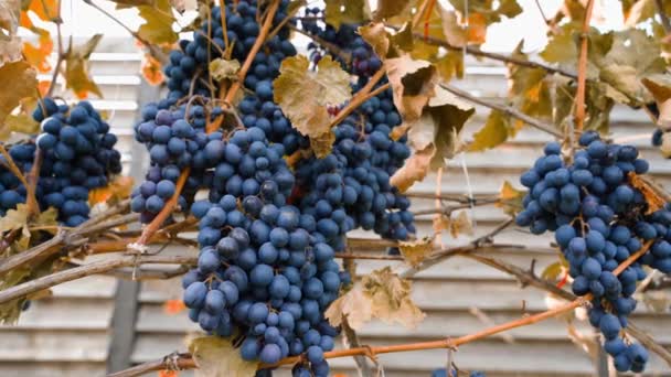 Uvas Vinho Azul Penduradas Vinha Após Pressão Fria Outono Castanho — Vídeo de Stock