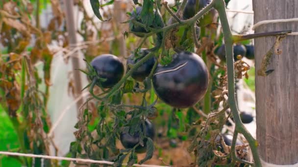 Amerikai Kék Paradicsom Megfagyott Egy Éjszakai Fagy Után Elszáradt Növények — Stock videók