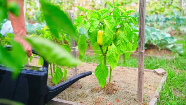 Muž Zalévá Pěstováním Papriky Zeleninové Zahradní Záhoně Zahradní Konvicí Večer — Stock video