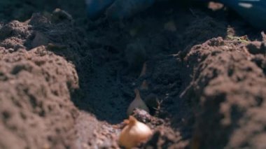 Lastik eldivendeki bir el, ekilmiş soğanların üzerine toprak serper, yakın plan. Yüksek kaliteli FullHD görüntüler