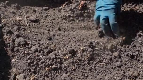 Ένα Χέρι Ένα Λαστιχένιο Γάντι Αγγίζει Χώμα Από Κοντά Υψηλής — Αρχείο Βίντεο