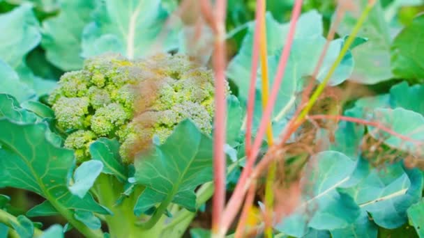 Brócoli Joven Creciendo Una Plantación Cerca Cámara Lisa Paralaje Alrededor — Vídeos de Stock