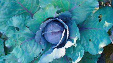 Ev bahçesinde doğal kırmızı lahana, kameralar düzgün bir şekilde yakınlaştırıyor. Yüksek kaliteli FullHD görüntüler