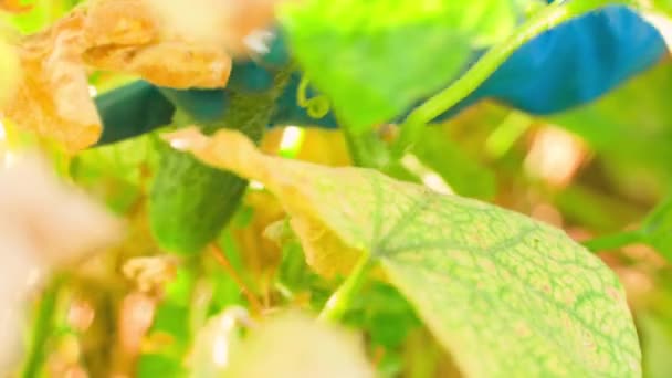Выращивание Огурцов Жарком Климате Рука Вырывает Колючий Зеленый Огурец Плантации — стоковое видео