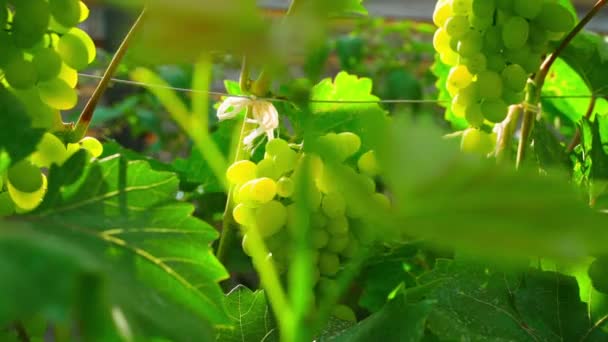Pěstování Zelených Hroznů Večerních Hodinách Vinici Detailní Záběr Vysoce Kvalitní — Stock video