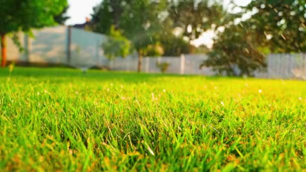 Watering Lawn Warm Summer Evening Slow Motion Freshly Cut Green — Stock Video