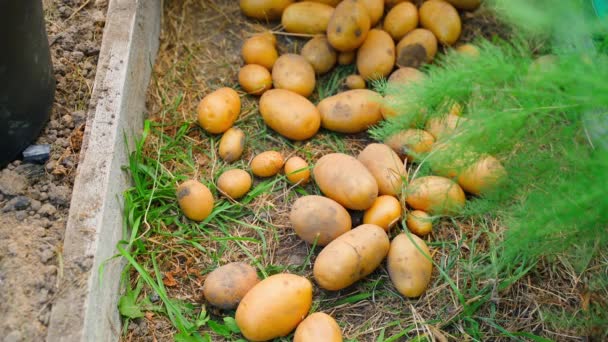 Φρεσκοσκαμμένη Πατάτα Ταξινομείται Απευθείας Στον Κήπο Χέρια Λαστιχένια Γάντια Επιλέξτε — Αρχείο Βίντεο