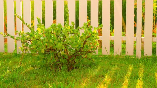 夕阳西下的时候 花园里的水滴 年轻的山莓灌木 背靠着白色的木制栅栏 高质量的4K镜头 — 图库视频影像