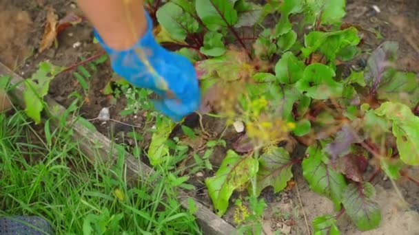 Pflege Eines Gemüsebeetes Mit Wachsenden Roten Rüben Weibliche Hände Handschuhen — Stockvideo