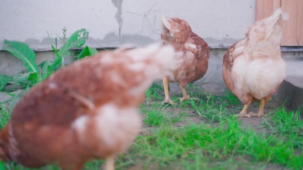 Young Lohmann Brown Chickens Graze Range Brown Chicken Pecking Green — Stock Video