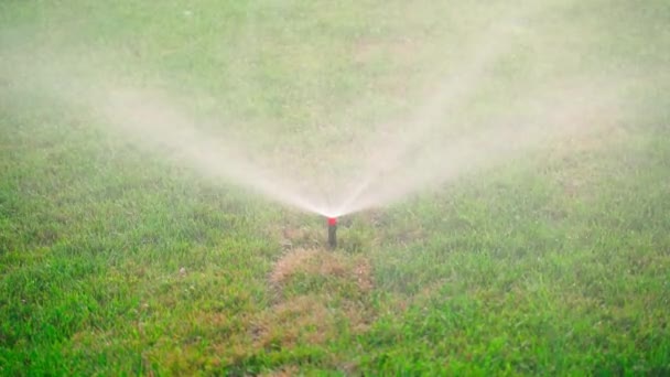 引き出し可能なスプリンクラーは 芝生を散水するときに水の小さな滴から霧を作成します 高品質のフルHd映像 — ストック動画