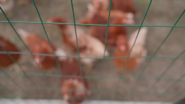 フェンスの後ろを歩く茶色の鶏の輝かしい背景 前景に集中する 高品質のフルHd映像 — ストック動画